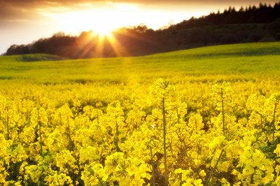 榨油機(jī)都能榨哪些植物油料(圖1) 榨油機(jī)都能榨哪些植物油料(圖1)